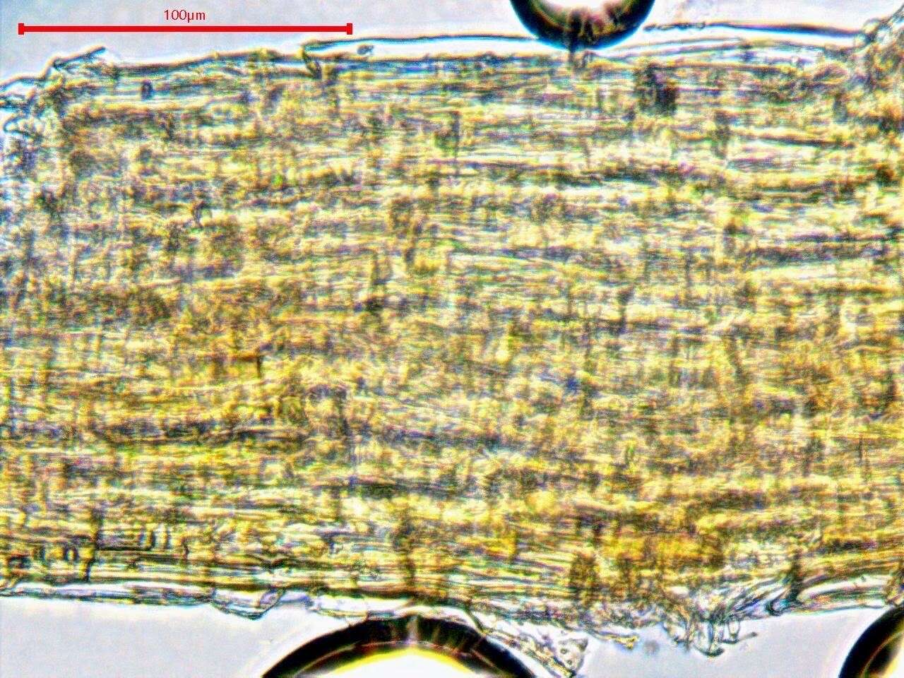 صورة <i>Hygrohypnella ochracea</i>