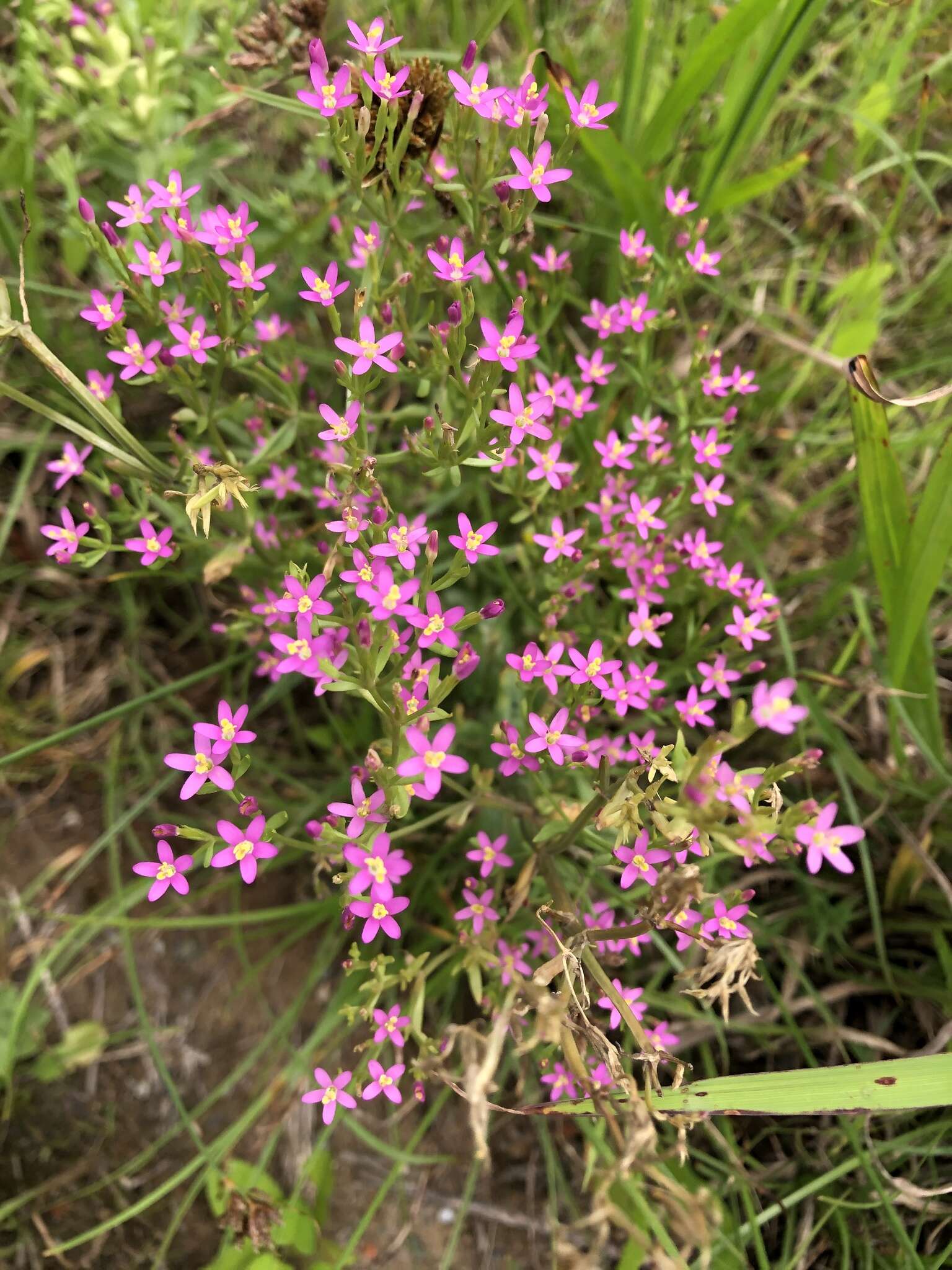 Image of Centaurium pulchellum var. altaicum (Griseb.) Kitagawa & H. Hara