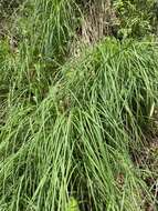 Carex biltmoreana Mack. resmi