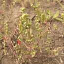 Atriplex fera (L.) Bunge resmi