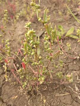 Image of Atriplex fera (L.) Bunge