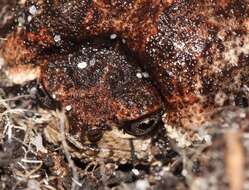 Image of Mountain Rain Frog