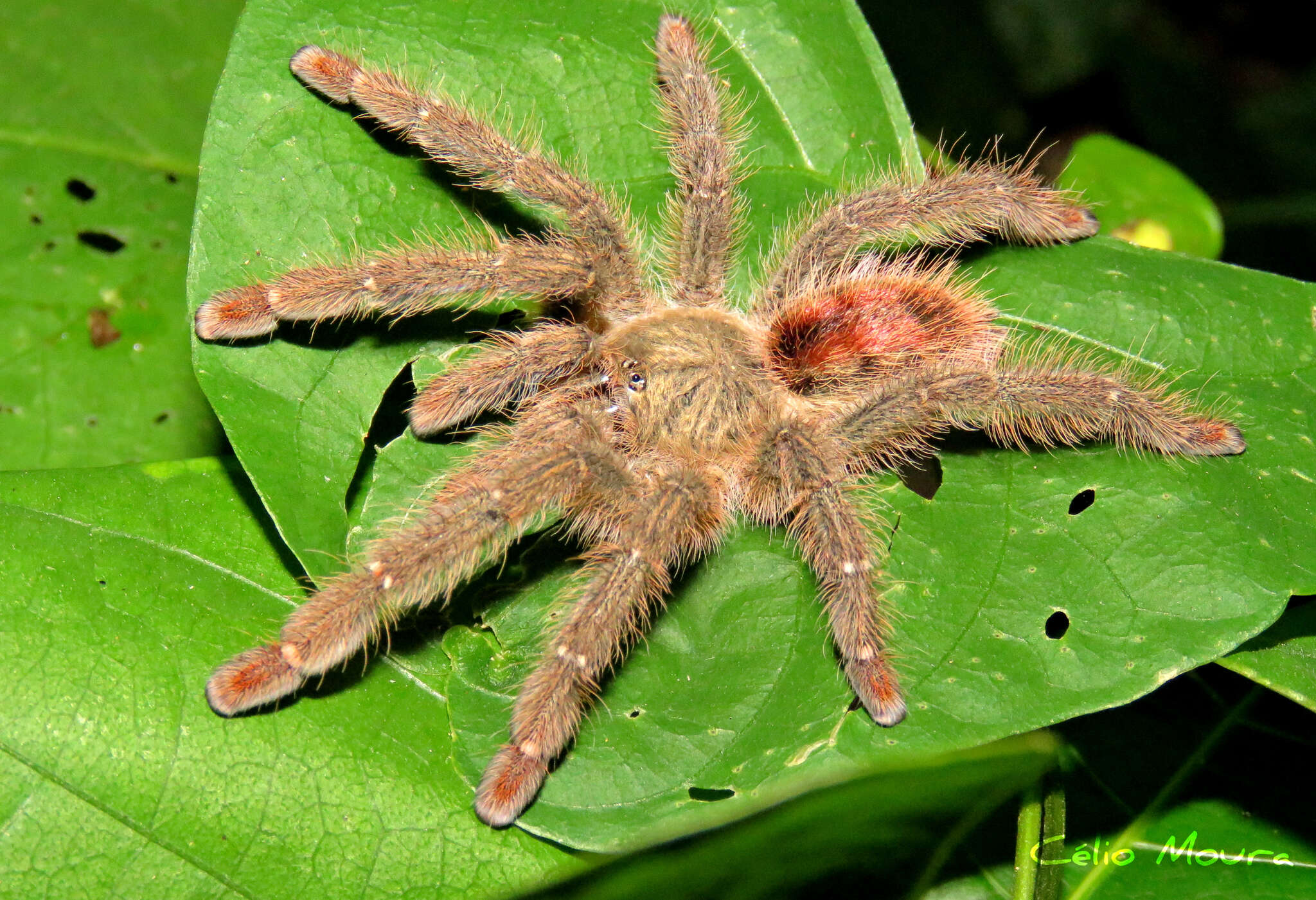 Image of Amazon Ribbed Spider