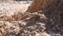 Image of Longtail Spiny Lizard