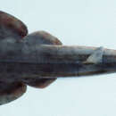 Image of Goldeneye shovelnose ray