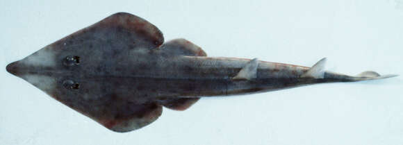 Image of Goldeneye shovelnose ray