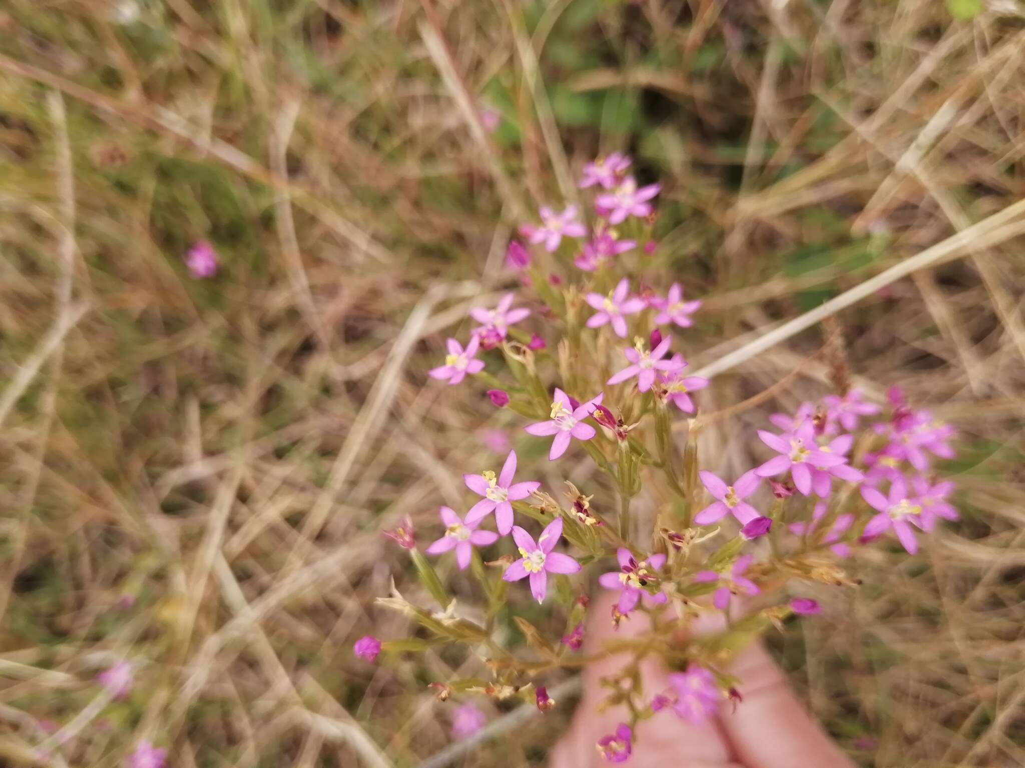 Image of Centaurium erythraea subsp. grandiflorum (Greuter) Melderis