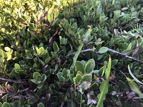 Image of Arctostaphylos uva-ursi subsp. uva-ursi