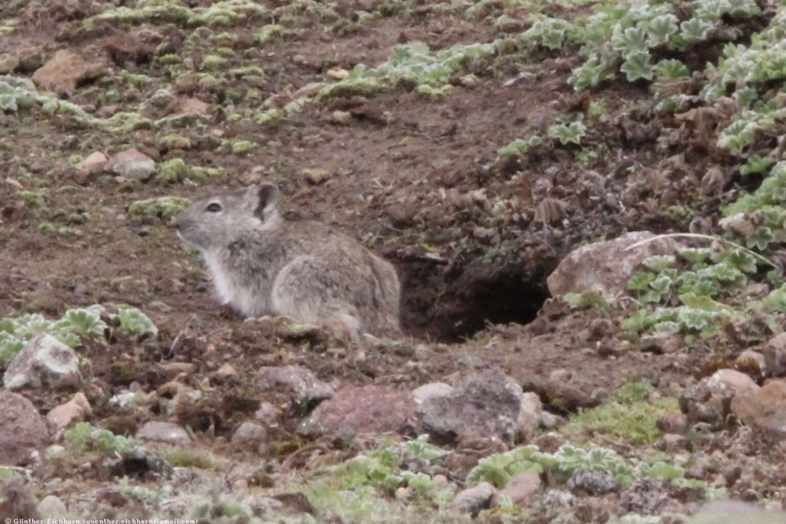 Image of Blick's Grass Rat