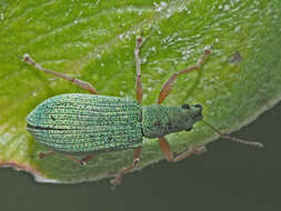 Image of Polydrusus (Eustolus) flavipes (De Geer 1775)