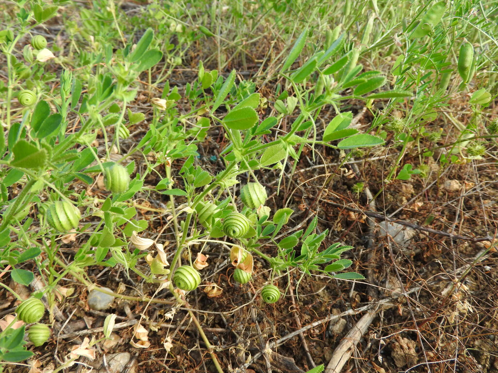 Image of snail medick