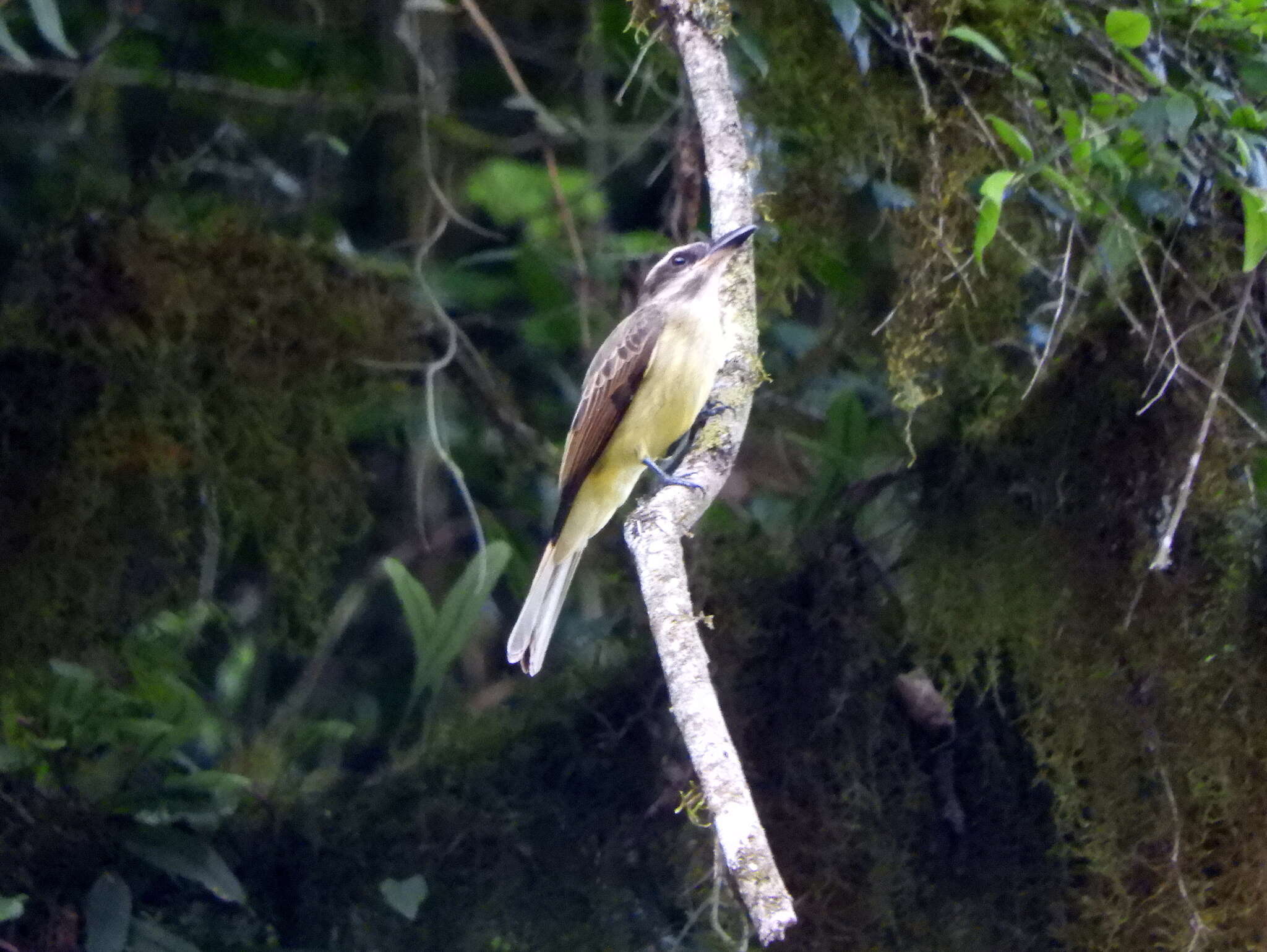 Image of Golden-crowned Flycatcher