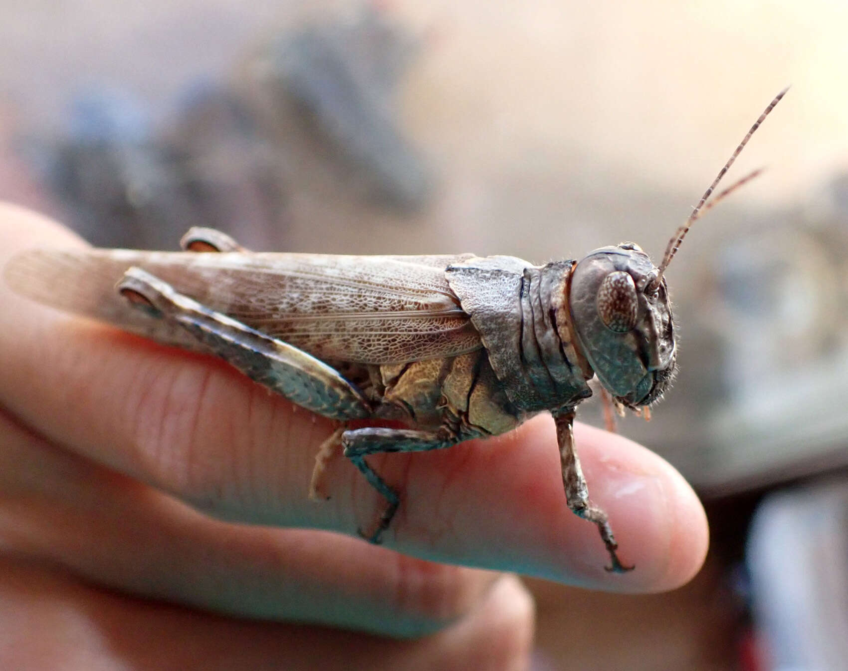 Image de Asoramea erythroptera Sjöstedt 1921