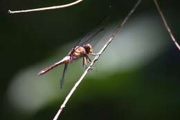 Image of Hadrothemis coacta (Karsch 1891)