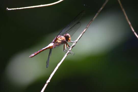 Image of Hadrothemis coacta (Karsch 1891)