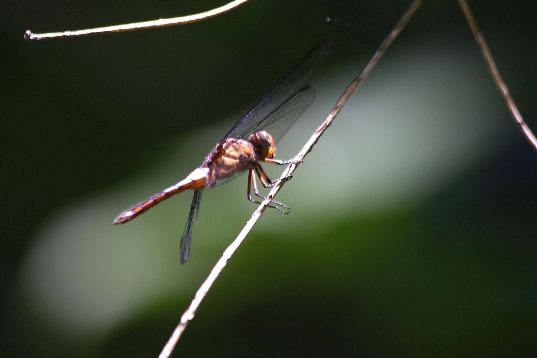 Hadrothemis coacta (Karsch 1891) resmi