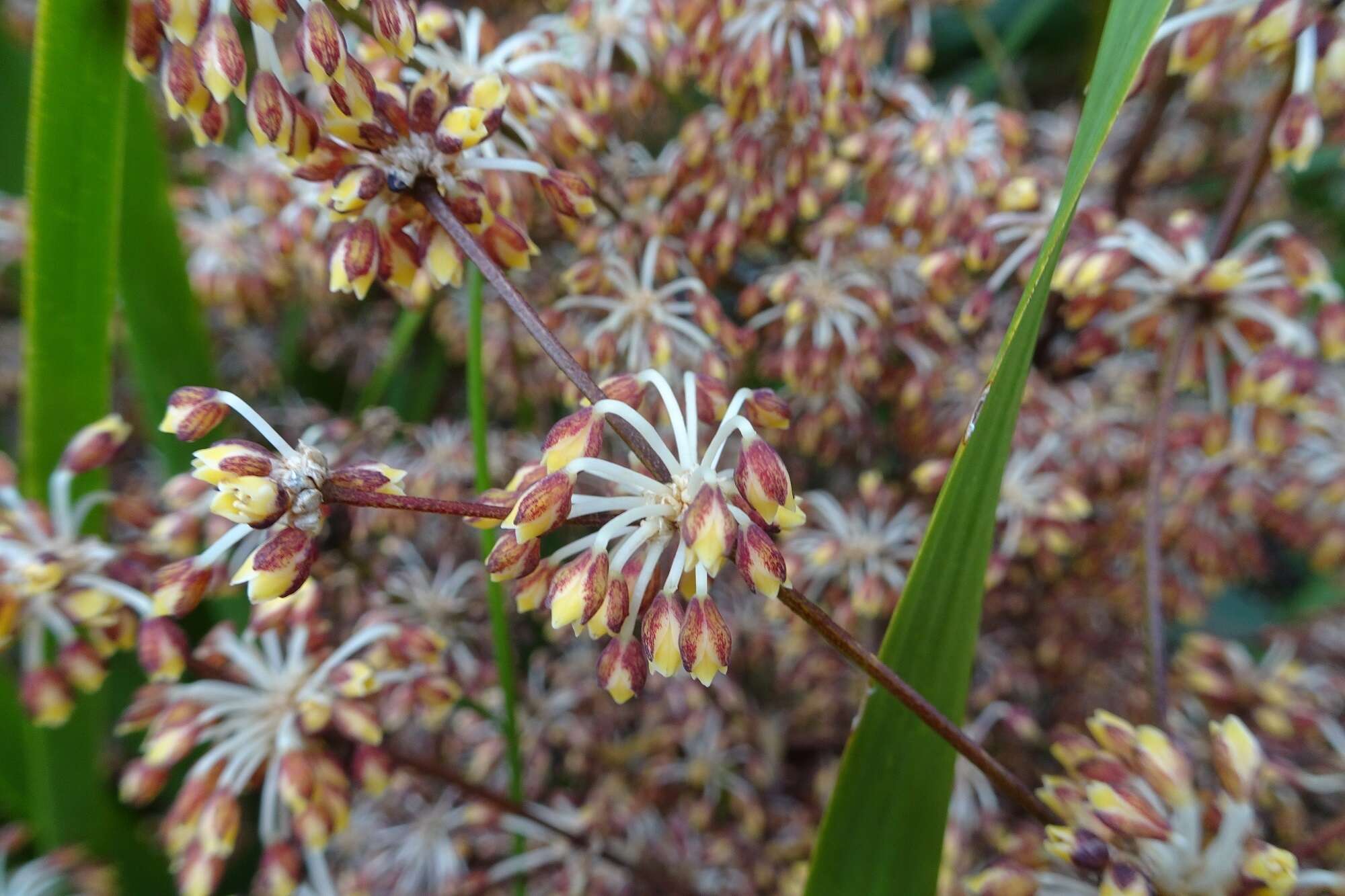 Image de Lomandra multiflora subsp. multiflora