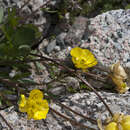 Image of Arctic Buttercup
