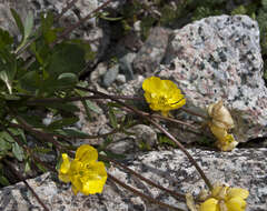 Image of Arctic Buttercup