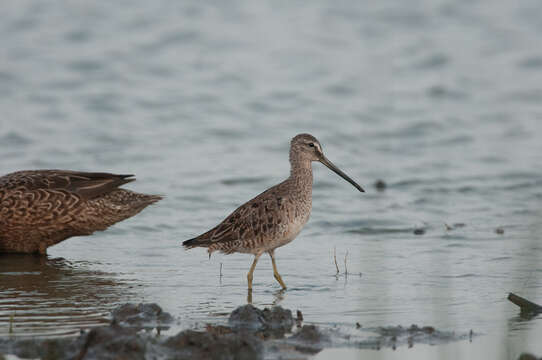 Image of Dowitcher