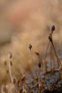 Image of Dalzellia ceylanica (Gardn.) Wight