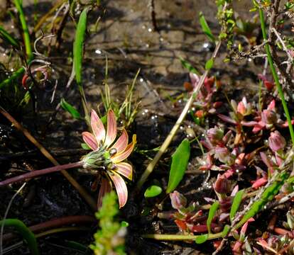 Image of Arctotheca forbesiana (DC.) Lewin