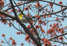 Sivun keltarintavireo kuva