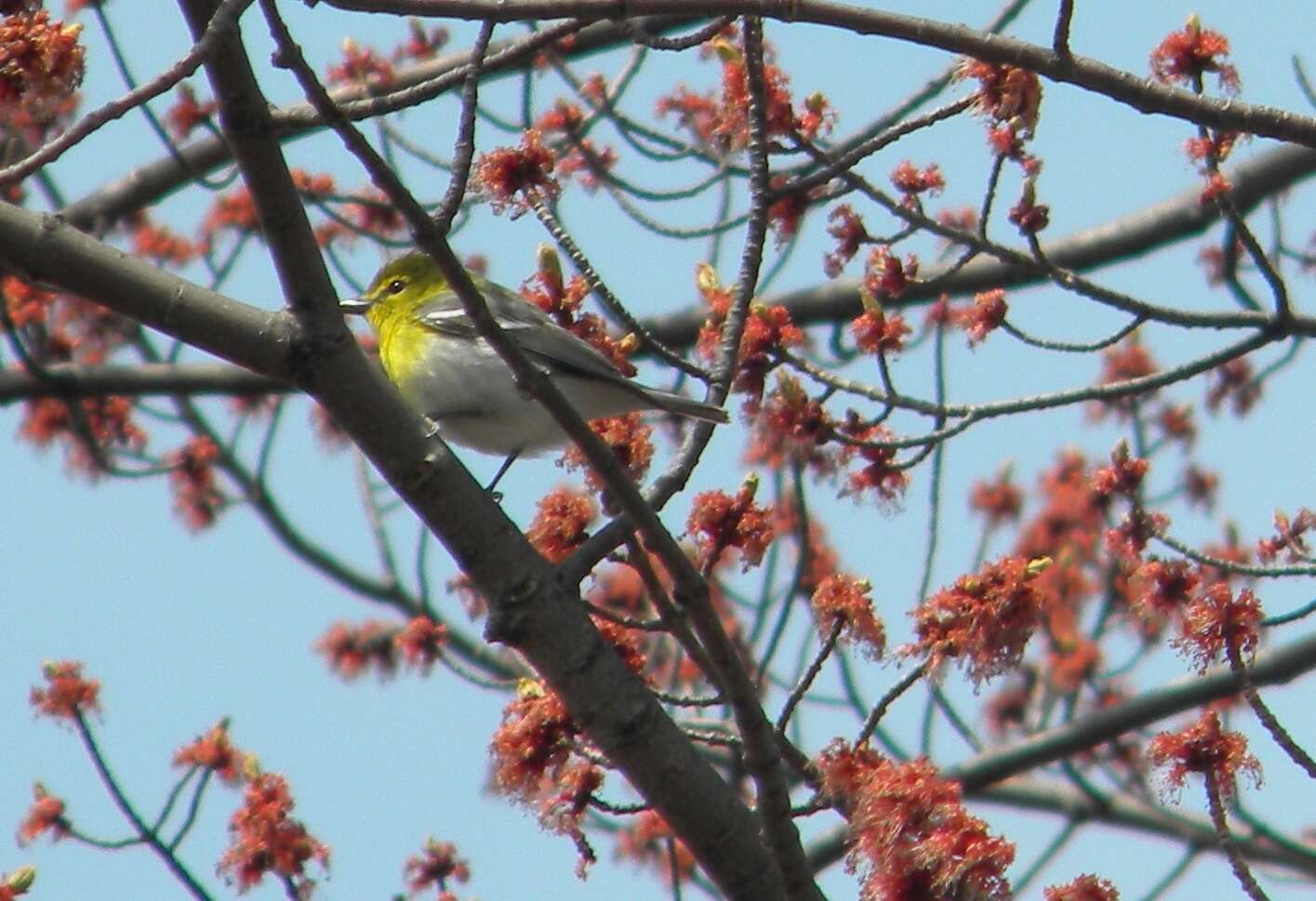 Sivun keltarintavireo kuva