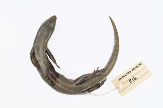 Image of Chatham Islands skink