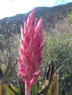 Imagem de Aechmea distichantha Lem.