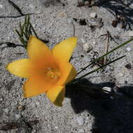 Image of Romulea triflora (Burm. fil.) N. E. Br.