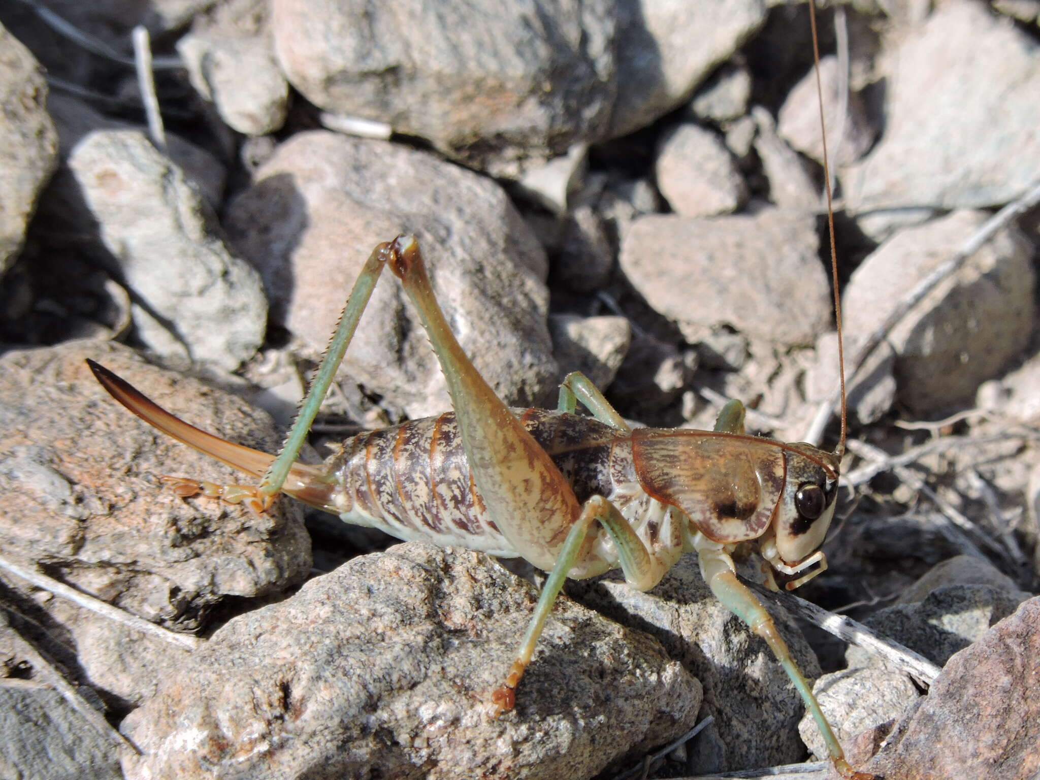 Image of Pediodectes tinkhami Hebard 1934