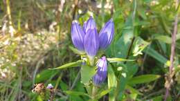 Image of <i>Gentiana <i>andrewsii</i></i> var. andrewsii