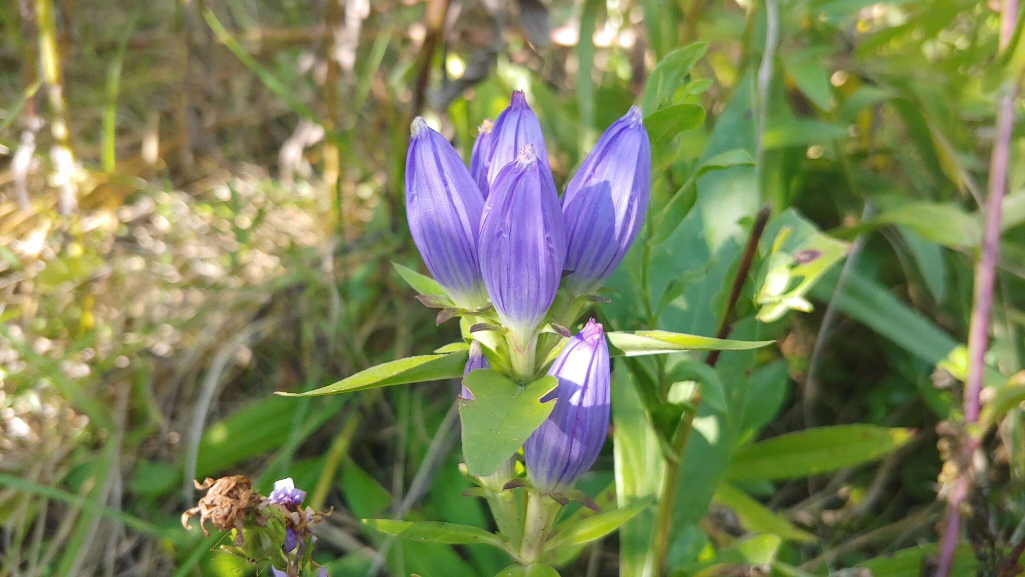 Image of <i>Gentiana <i>andrewsii</i></i> var. andrewsii