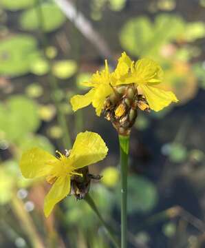 Image of St. Marks yelloweyed grass