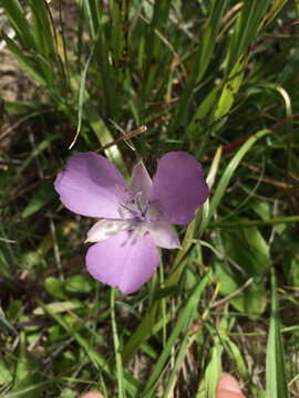 Image of Monterey mariposa lily