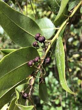 Image of Florida hobblebush