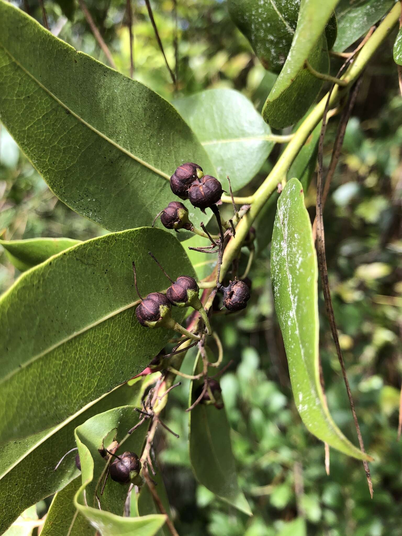 Agarista populifolia (Lam.) W. S. Judd的圖片