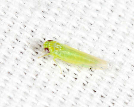 Image of Potato Leafhopper