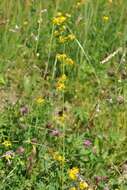 Image of Wirtgen's bedstraw