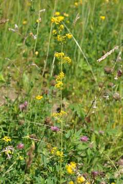 Imagem de Galium verum subsp. wirtgenii (F. W. Schultz) Oborny