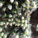 Image of China venturiella moss