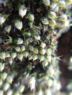 Image of China venturiella moss