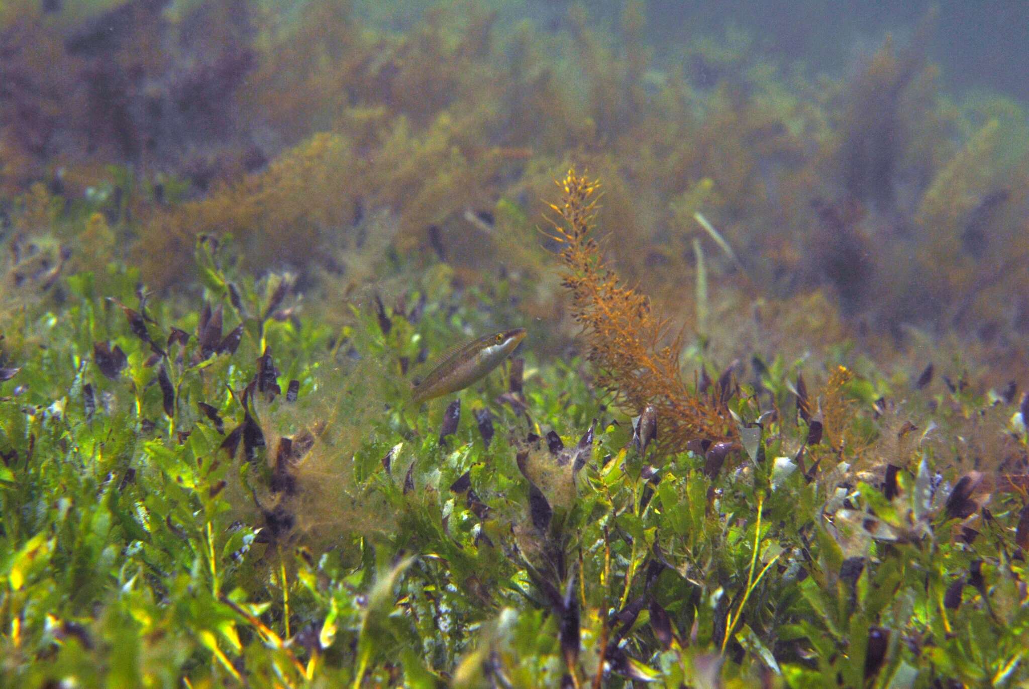 Image of Blue Rock Whiting