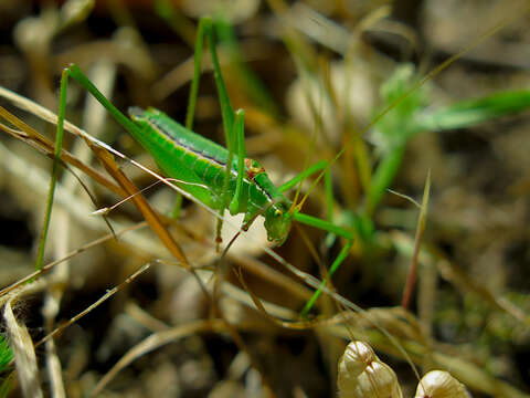 Sivun Odontura (Odontura) glabricauda (Charpentier 1825) kuva