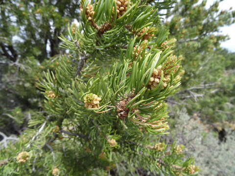 Image of Colorado Pinyon