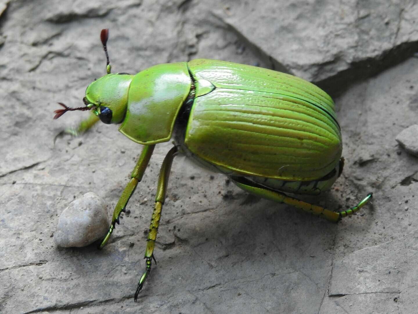 Sivun Chrysina psittacina (Sturm 1843) kuva