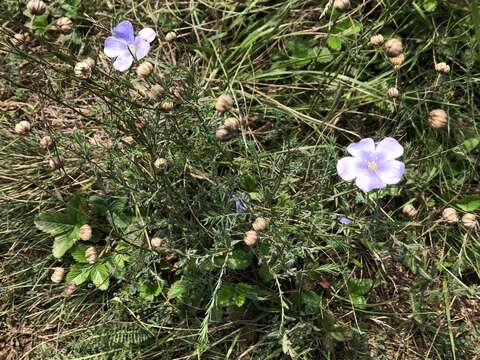 Image of Asian flax