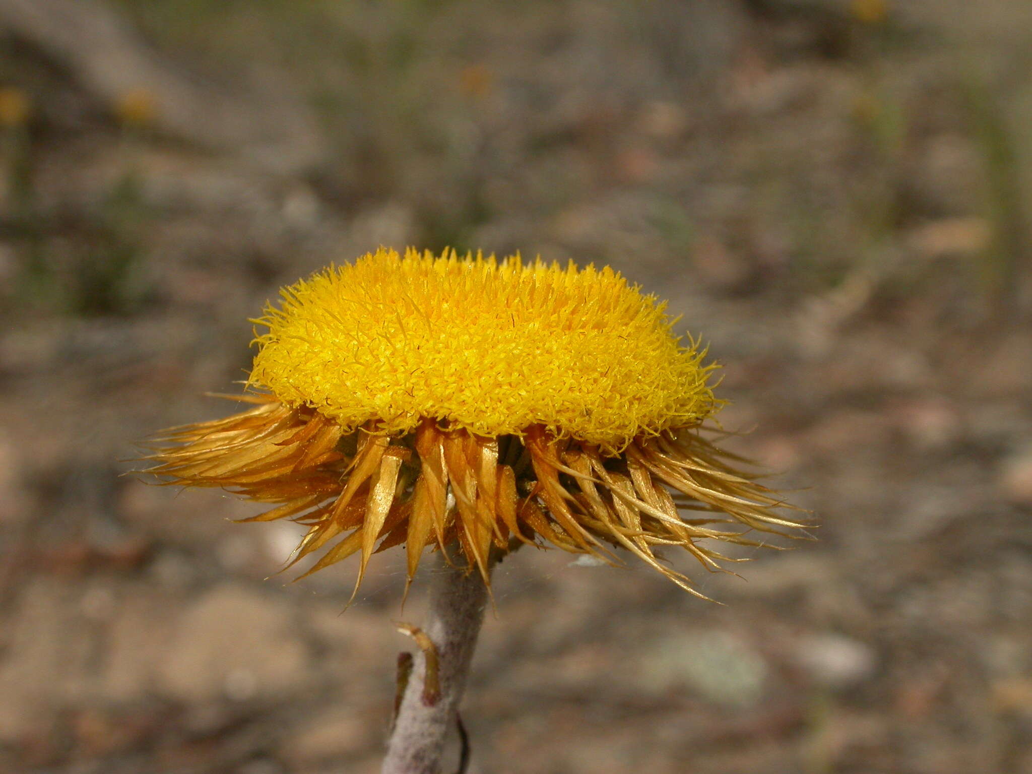 Image of Coronidium oxylepis (F. Müll.) Paul G. Wilson