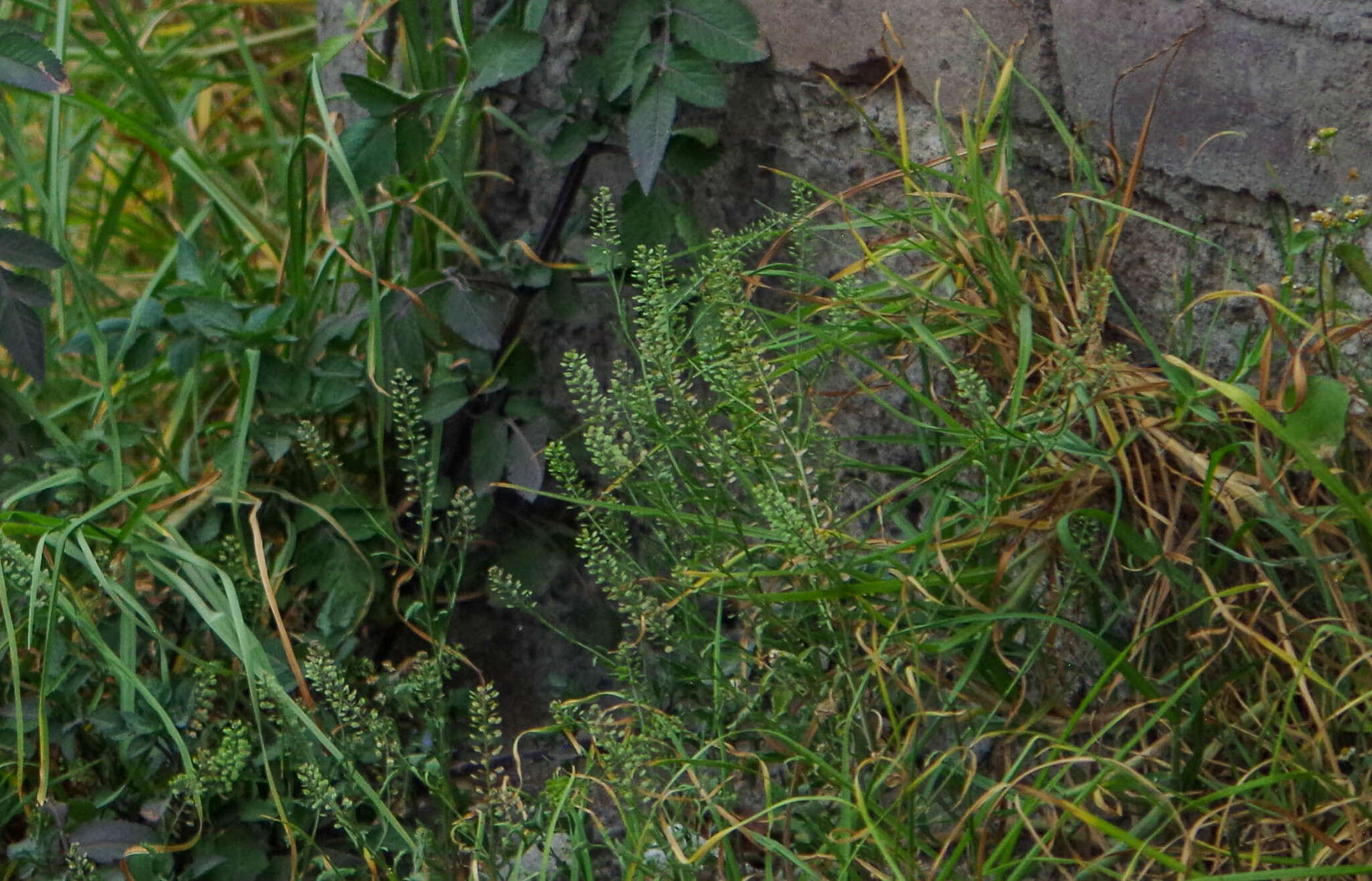 Image of Lepidium bipinnatifidum Desv.